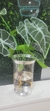 Planta con raíces
