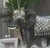 Elefante en internet