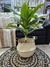 Planta Cordyline 91 cm - Tricolor Home & Deco