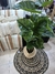 Planta Taro en internet