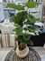 Planta Taro - comprar online