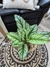 Planta Calathea en internet