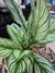 Planta Calathea - Tricolor Home & Deco