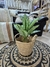 Planta Calathea - comprar online