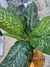 Planta Diefenbachia 87 cm en internet