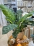 Planta Diefenbachia 87 cm - Tricolor Home & Deco