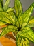 Planta Diefembachia Bush en internet