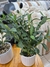 Planta Olivo 38 cm en internet
