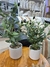 Planta Olivo 38 cm - comprar online