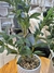 Planta Olivo 50 cm en internet