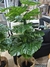 Planta Mostera en internet