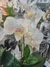 Maceta de Orquídea Blanca en internet