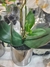 Maceta de Orquídea Blanca - Tricolor Home & Deco