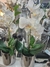 Maceta de Orquídea Blanca - comprar online