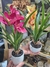 Maceta de Orquídea Amarilla en internet