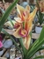 Maceta de Orquídea Amarilla - comprar online