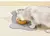 Bandeja Impermeável Para Gatos - comprar online