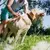 Escova De Aço Removedora de Pelos Para Cães & Gatos - comprar online