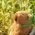 Capivara De Pelúcia Mordedor Para Cães na internet