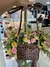 Bolsa Transversal - ANACAPRI