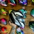 EBF Spark – Capacete com Visual Animal e Certificado INMETRO! - comprar online