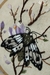 Bordado A Mariposa das Magnólias - comprar online