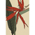 STRELITZIA IV