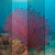 Coral I