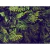 Jungle X