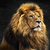 Roar I