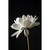 Flor de Lótus IV