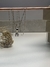 Collar Cristal - comprar online