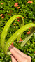 Tiara Canutilho - comprar online