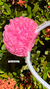 Tiara Pompom - loja online