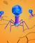Lámina: Bacteriófagos - comprar online