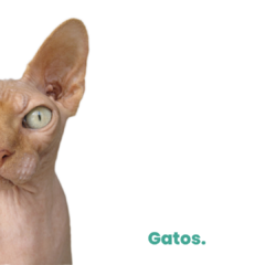 Banner de la categoría Gatos