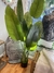 Platano - comprar online