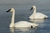 cisne trombeteiro