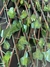 Treliça Gradial com Folhagem - 1,64 comprimento X 30 largura