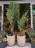 ARECA