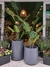 MONSTERA