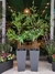 FICUS