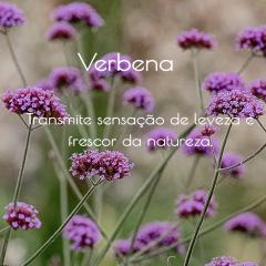 Refil Difusor de Aromas Verbena na internet