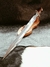 Gladius