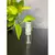 Decant - Como Moiselle - Maibe imports