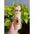 Aerossol - Miss - 200ML