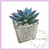 Pack X12 Plantas Artificial en Maceta Vidrio Cactus Suculenta - Loretta L Store
