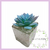 Pack X12 Plantas Artificial en Maceta Vidrio Cactus Suculenta