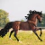 Breyer - Kripton Seni II I Caballo Andaluz 1472 en internet