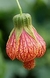 Abutillon Pictum - comprar online
